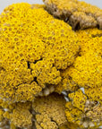 Bouquet_de_Achillea_jaune_naturel