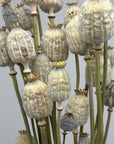 Bouquet de Coquelicot naturel séché - 150g - Maison Farigoulette