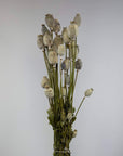 Bouquet de Coquelicot naturel séché - 150g - Maison Farigoulette