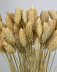Bouquet de Phalaris naturel séché et blanchi au soleil - 100g