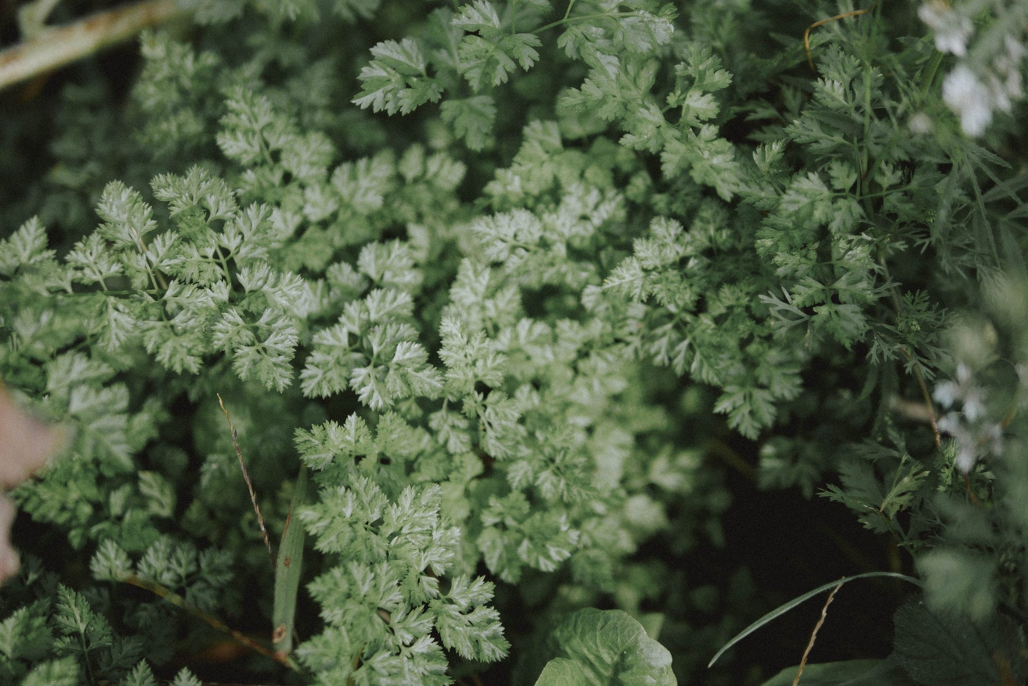 Kit de graines bio d'herbes aromatiques "LES INDISPENSABLES" - Hums