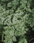 Kit de graines bio d'herbes aromatiques "LES INDISPENSABLES" - Hums