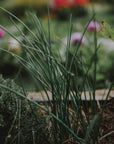 Kit de graines bio d'herbes aromatiques "LES INDISPENSABLES" - Hums
