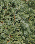 Kit de graines bio d'herbes aromatiques "LES INDISPENSABLES" - Hums