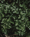 Kit de graines bio d'herbes aromatiques "LES INDISPENSABLES" - Hums