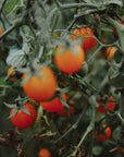 Sachet de graines bio "TOMATE CERISE GOLD NUGGET" - Hums