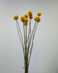 Craspedia jaune naturel séchées en bouquet - 10 tiges
