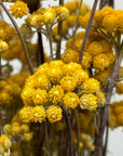 Lona jaune naturel séchées en bouquet - 100g