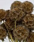 Scabiosa naturel séchées en bouquet de 15 tiges