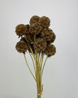 Scabiosa naturel séchées en bouquet de 15 tiges