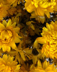 Bracteantha immortelle naturel séchées en bouquet - 100g