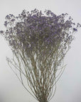 Gypsophile violet naturel séchées en bouquet de 5 tiges