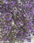 Gypsophile violet naturel séchées en bouquet de 5 tiges