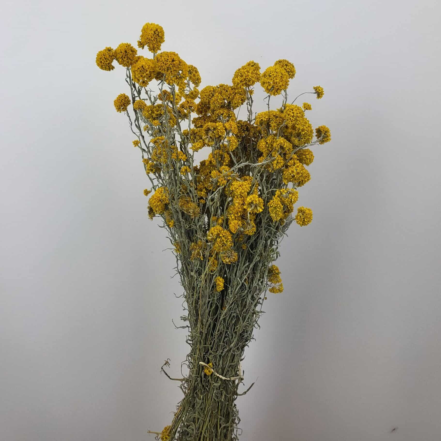 Immortelle (Helichrysum) jaune naturel séchées en bouquet