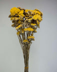 Bouquet de Achillea jaune naturel séchée 