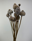 Bouquet de Coquelicot géant naturel séchée 