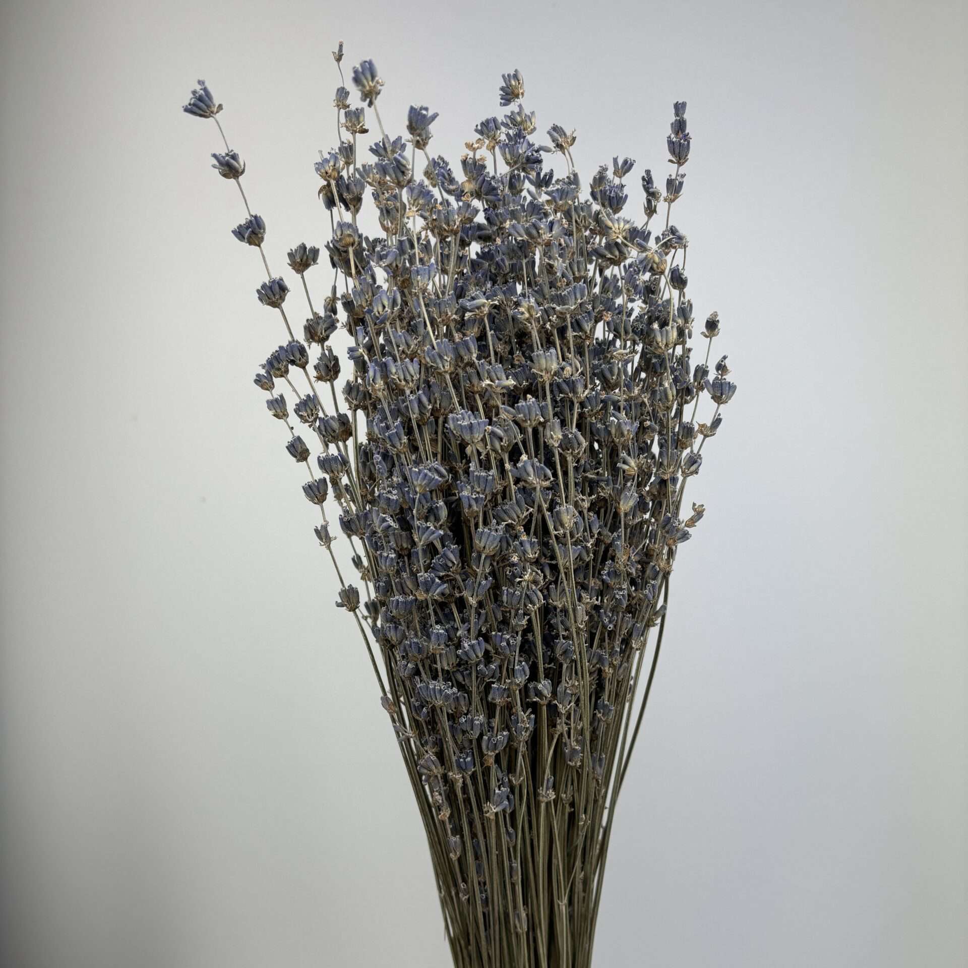 Bouquet de Lavande naturelle séchée - 100g