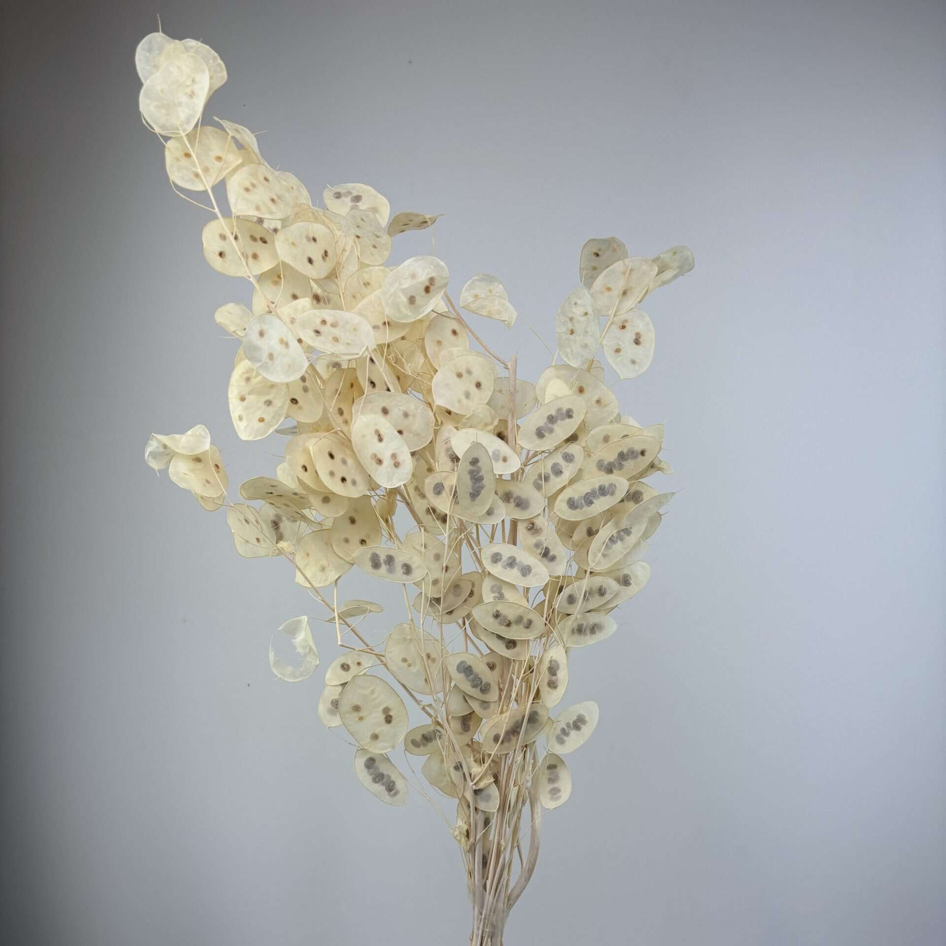 Bouquet de Lunaria blanchi naturel séchée