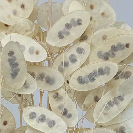 Bouquet de Lunaria blanchi naturel