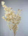 Bouquet de Lunaria blanchi naturel séchée