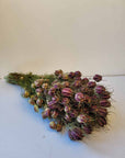 Bouquet de Nigelle naturel séchée 