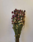 Bouquet de Nigelle naturel séchée 