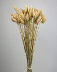 Bouquet de Phalaris naturel séché et blanchi au soleil  - 100g