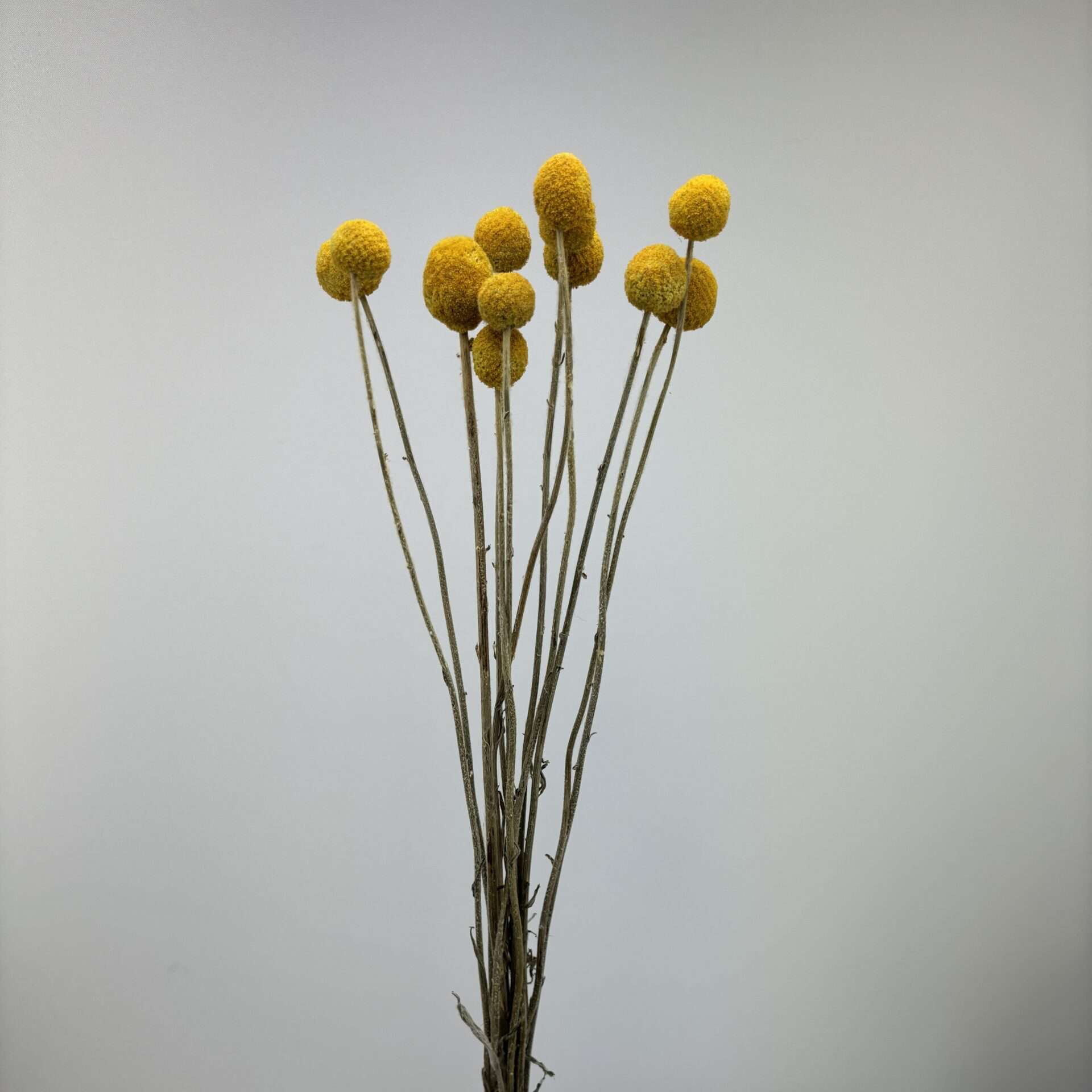 Craspedia jaune naturel séchées en bouquet - 10 tiges