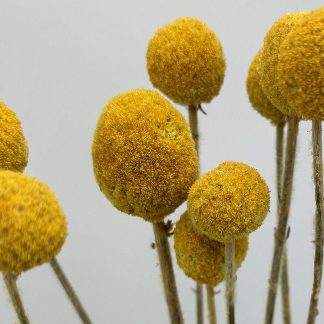 Craspedia jaune naturel séchées en bouquet - 10 tiges