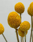 Craspedia jaune naturel séchées en bouquet - 10 tiges