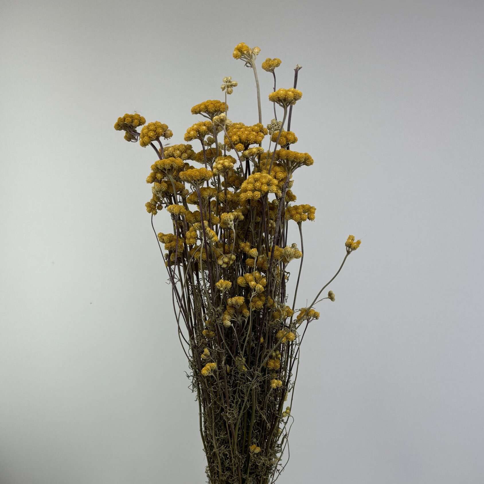 Lona jaune naturel séchées en bouquet - 100g
