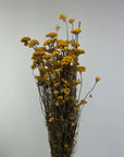 Lona jaune naturel séchées en bouquet - 100g