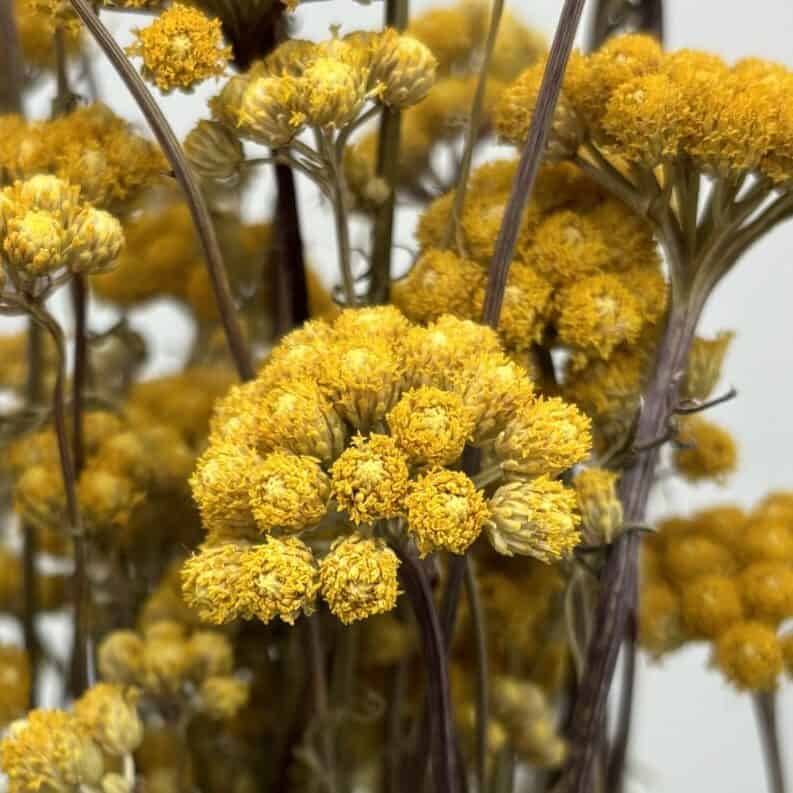 Lona jaune naturel séchées en bouquet - 100g