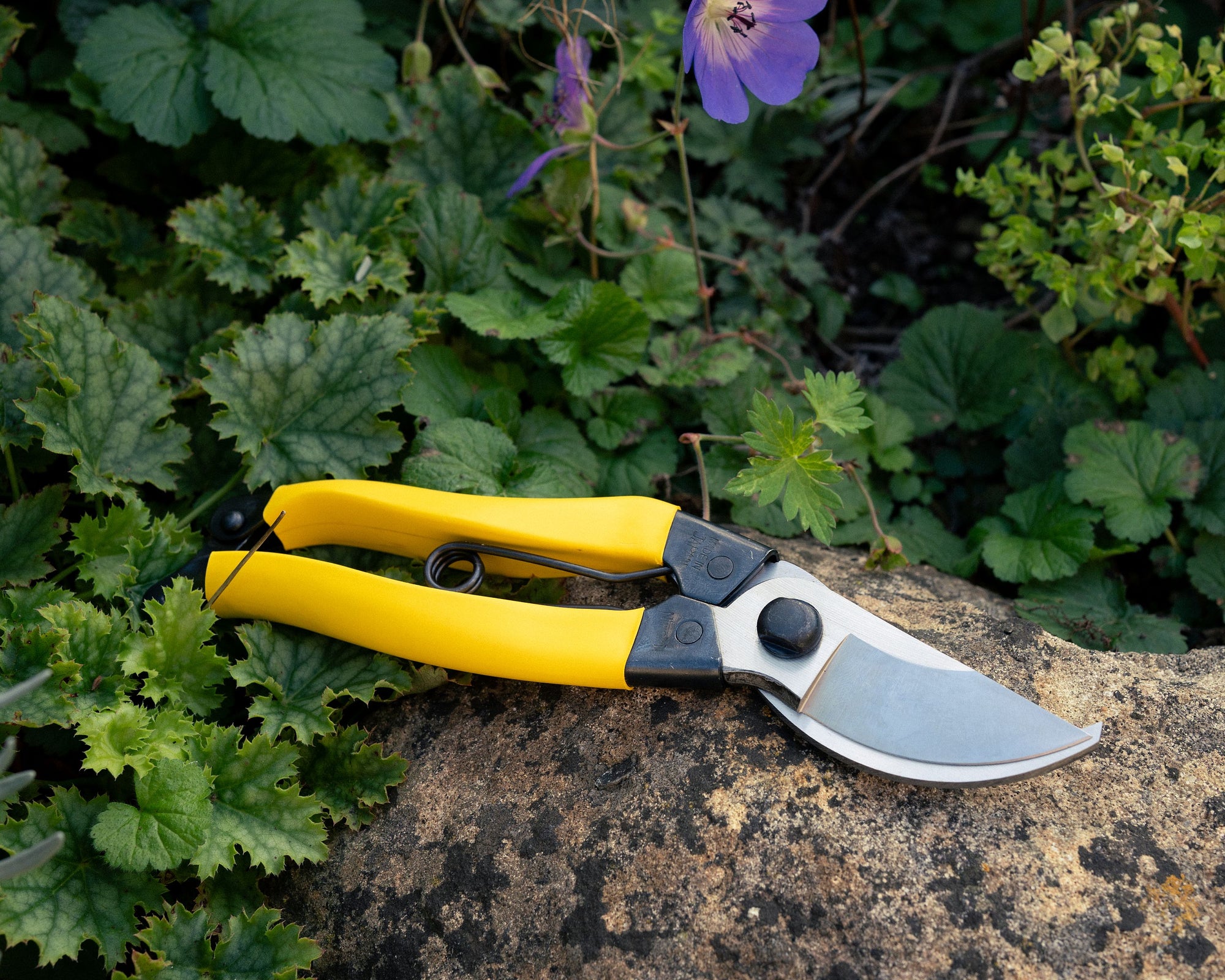 Sécateur japonais Mainichi Snips - Acier carbone SK-85 - Niwaki x Maison Farigoulette5