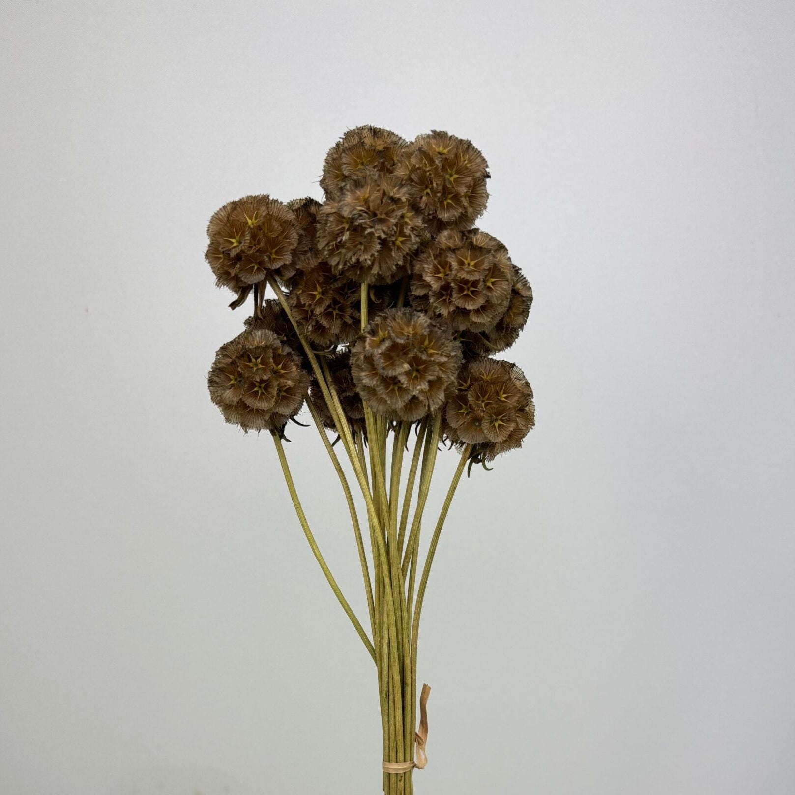 Scabiosa naturel séchées en bouquet de 15 tiges