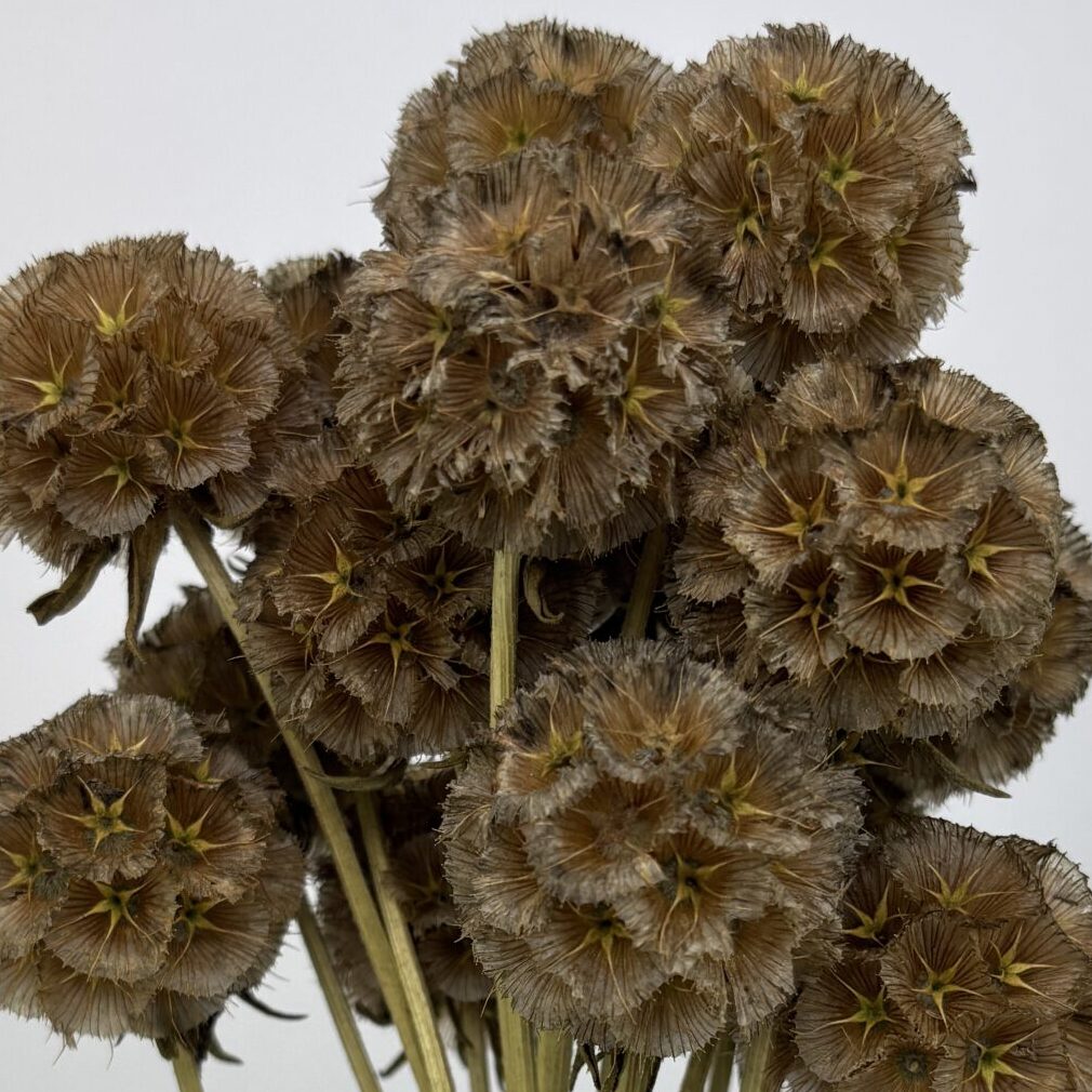 Scabiosa naturel séchées en bouquet de 15 tiges