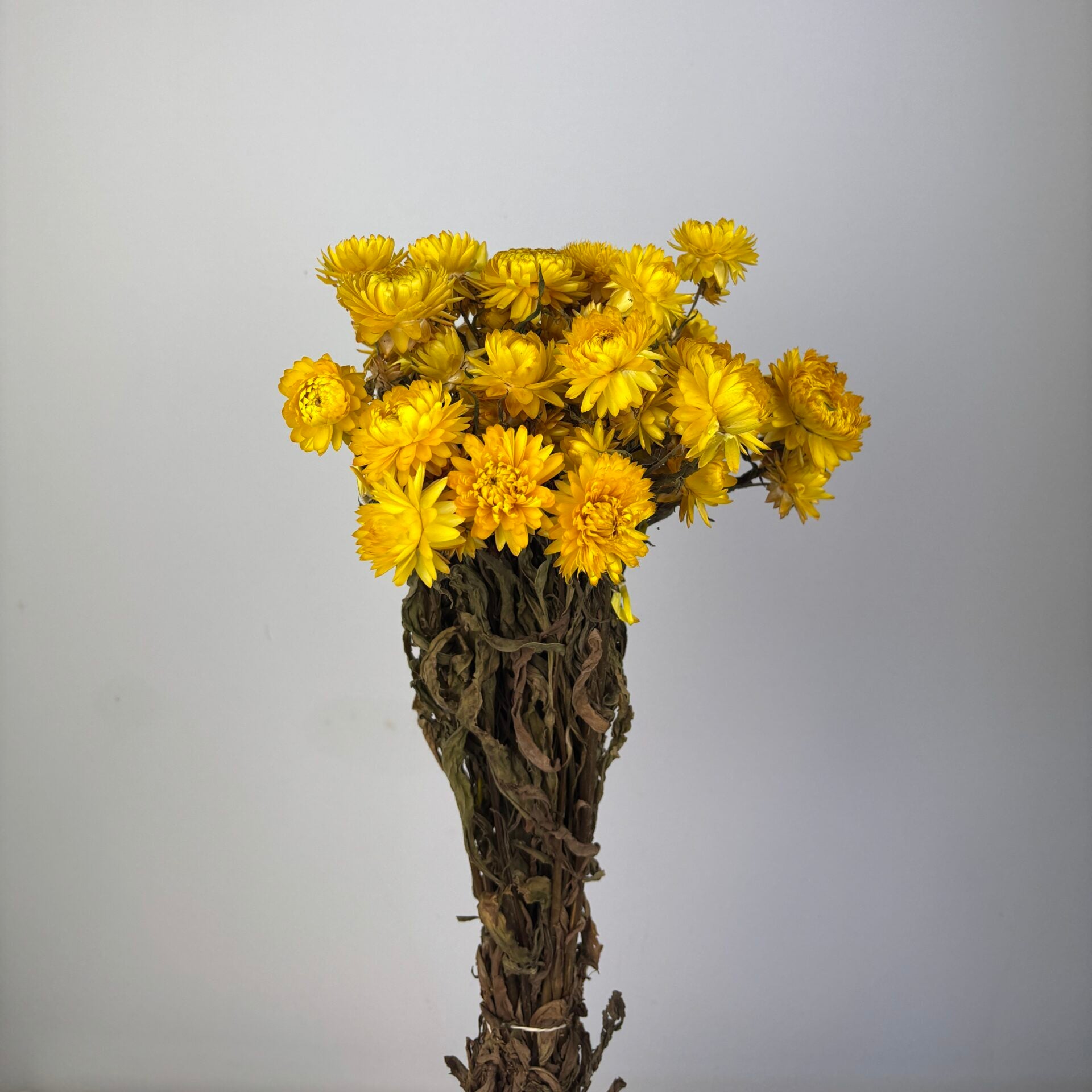 Bracteantha immortelle naturel séchées en bouquet - 100g