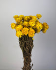 Bracteantha immortelle naturel séchées en bouquet - 100g