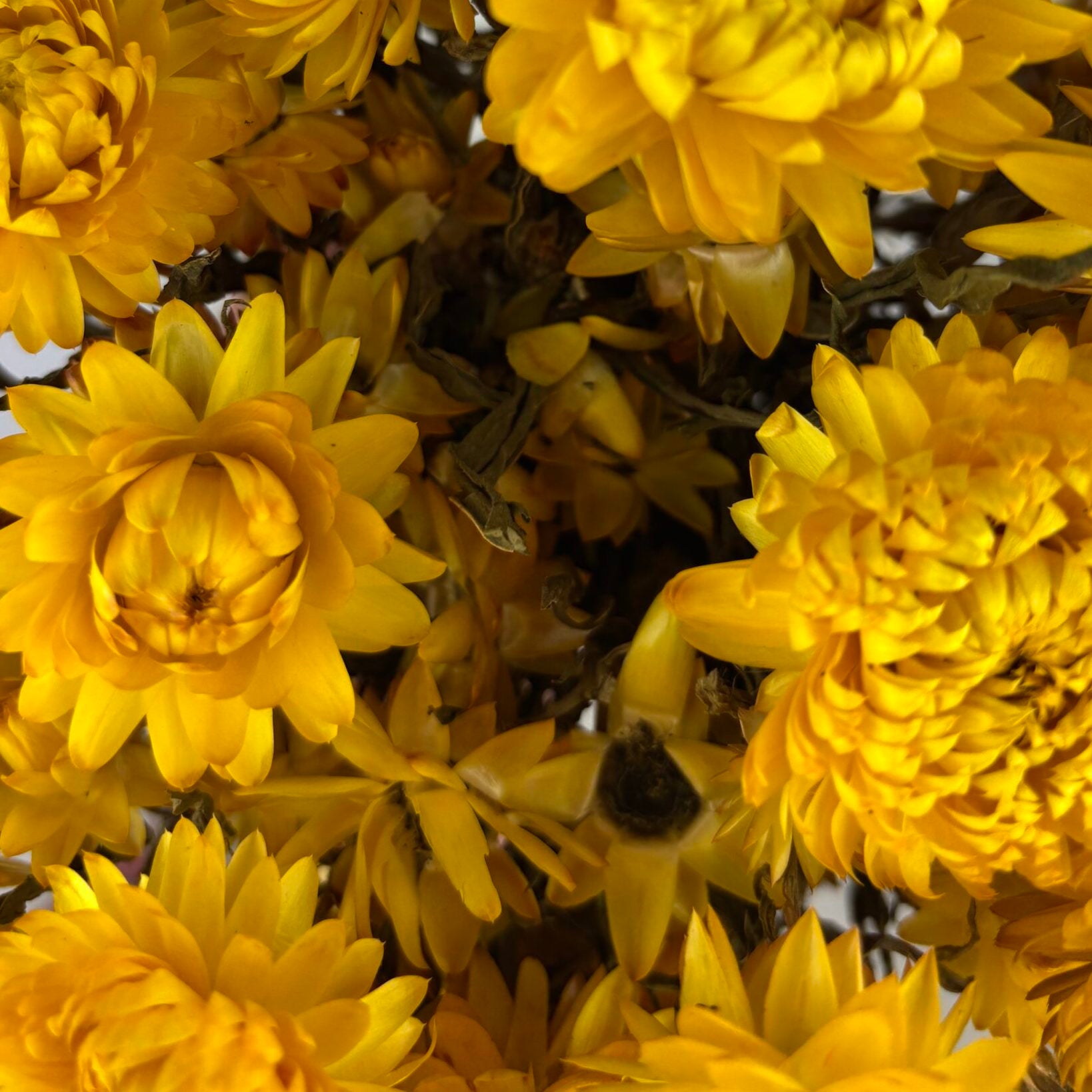 Bracteantha immortelle naturel séchées en bouquet - 100g