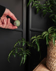 Bouton de meuble en bois sculpté à la main – Capsule de Pavot
