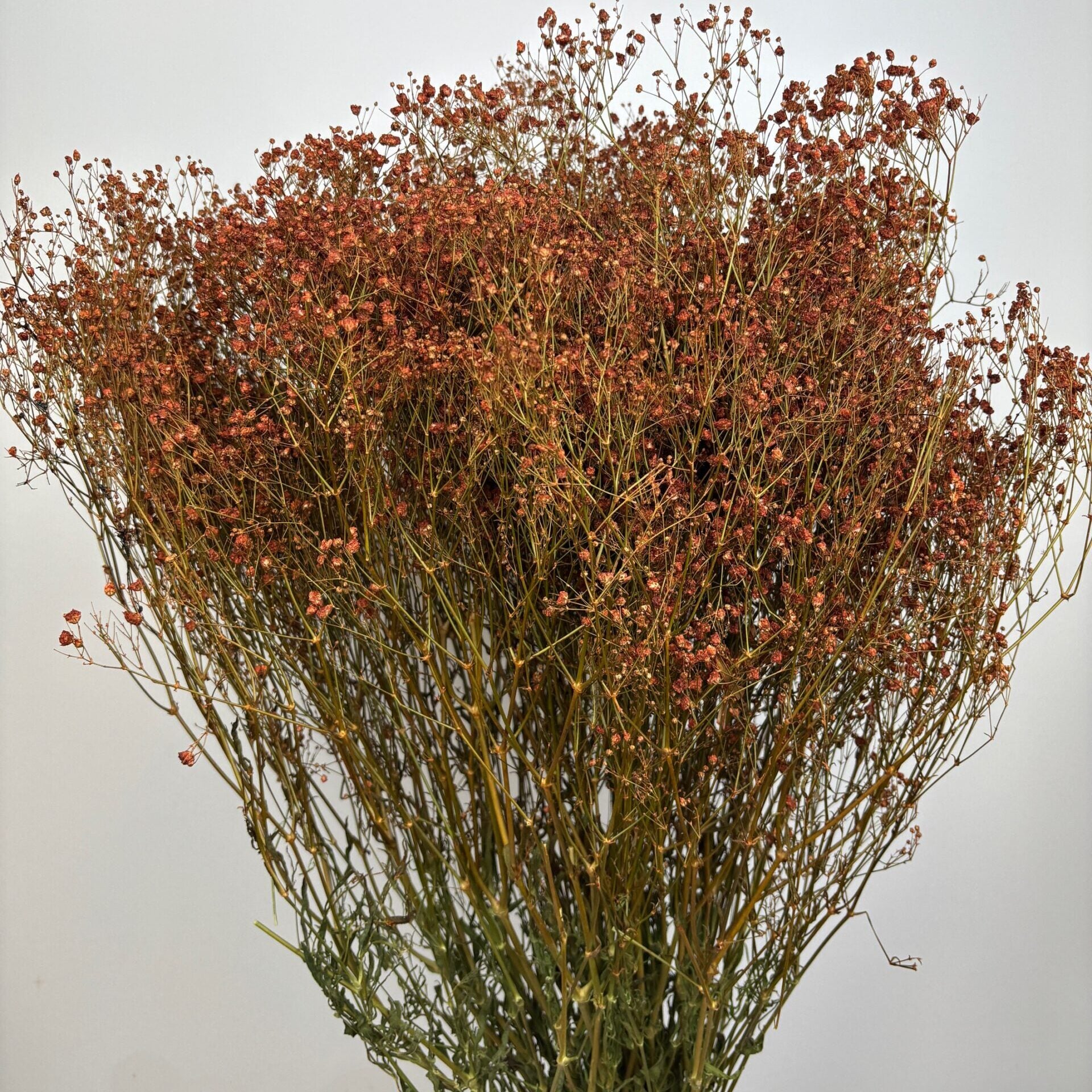 Gypsophile terre cuite naturel séchées en bouquet de 5 tiges