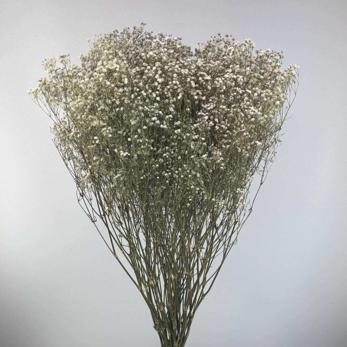 Gypsophile blanc naturel séchées en bouquet de 5 tiges