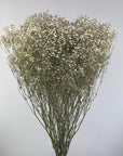Gypsophile blanc naturel séchées en bouquet de 5 tiges