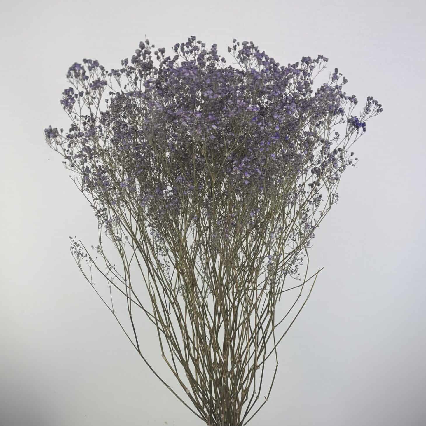 Gypsophile violet naturel séchées en bouquet de 5 tiges