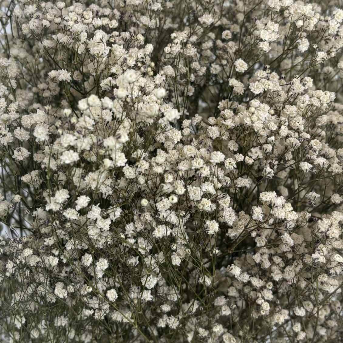 Gypsophile blanc naturel séchées en bouquet de 5 tiges