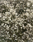 Gypsophile blanc naturel séchées en bouquet de 5 tiges