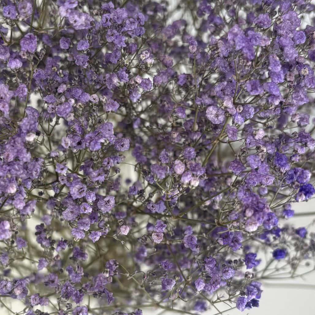 Gypsophile violet naturel séchées en bouquet de 5 tiges